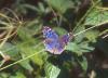 Junonia rhadama